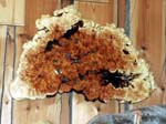 Wall clock, willow root burl