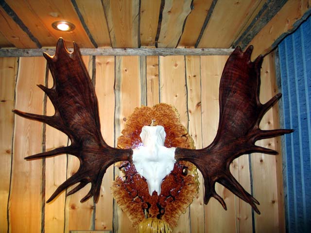 Moose antlers back plate