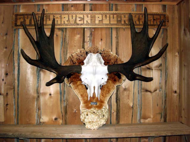 Moose antlers back plate